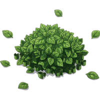 Fresh oregano leaves