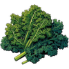 Kale