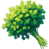Cilantro