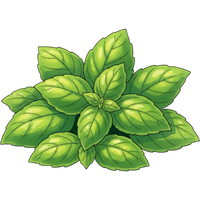 Basil leaves