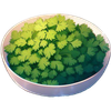 Cilantro