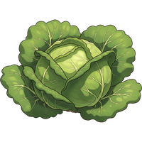 Green cabbage