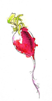 Ink and Watercolor Radish