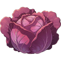 Purple cabbage