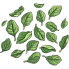Spinach leaves