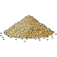Quinoa