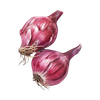 French shallot