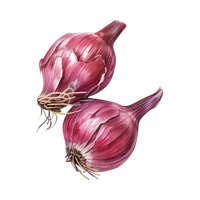 Shallot