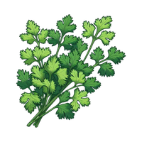 Fresh cilantro