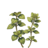 Fresh oregano