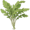 Arugula